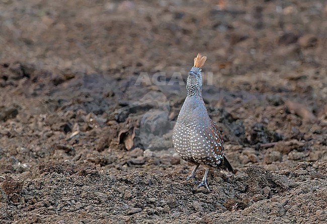 Endemic Elegant quail (Callipepla douglasii) in Mexico. Standing on the ground. They occur on the Pacific slopes of the Sierra Madre Occidental. stock-image by Agami/Pete Morris,