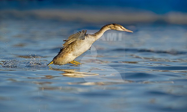 Great Crested Grebe, Fuut, Podiceps cristatus stock-image by Agami/Alain Ghignone,