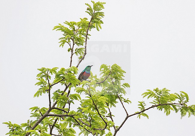 Adult male Neergaard's Sunbird (Cinnyris neergaardi) in South Africa. stock-image by Agami/Pete Morris,