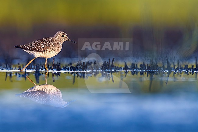 Wood Sandpiper (Tringa glareola) in Italy. stock-image by Agami/Daniele Occhiato,