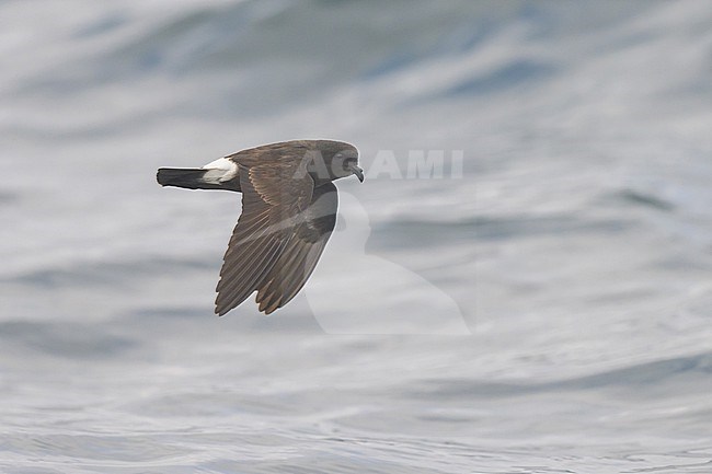 European storm-petrel (Hydrobates pelagicus), flying, with the sea as background. stock-image by Agami/Sylvain Reyt,