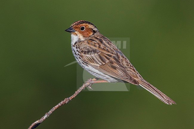 Dwerggors; Little Bunting stock-image by Agami/Daniele Occhiato,
