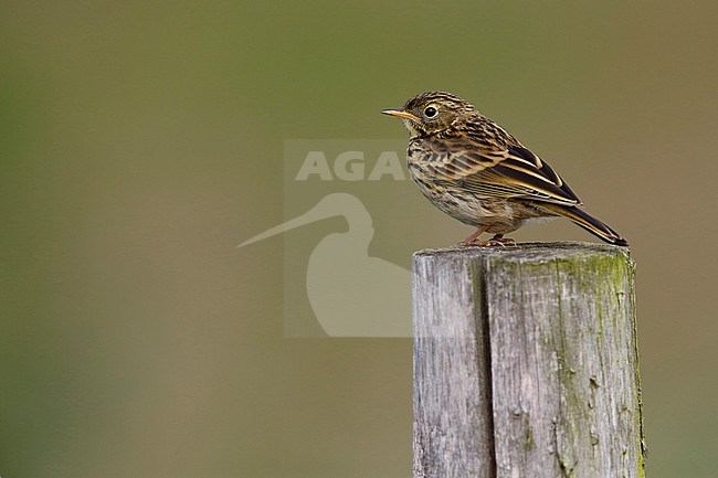 Juvenile Meadow Pipit (Anthus pratensis) standing on a wooden pole in the Netherlands. stock-image by Agami/Chris van Rijswijk,