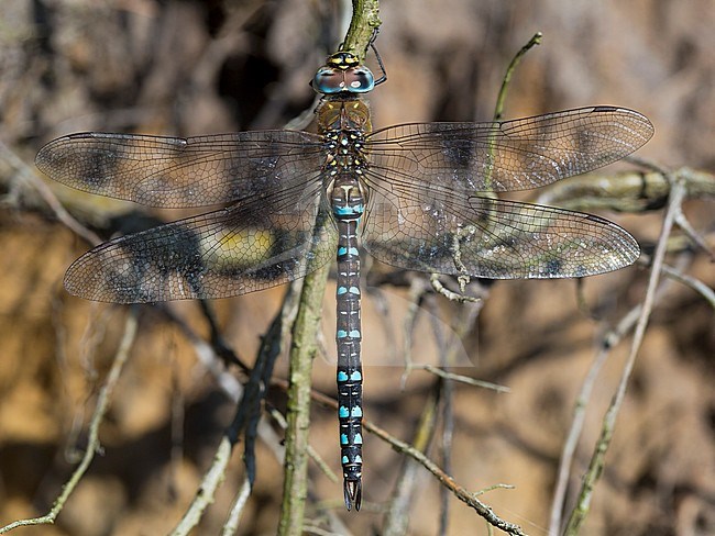 Mannetje Paardenbijter, Male Aeshna mixta stock-image by Agami/Wil Leurs,