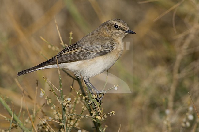 Oostelijke Blonde Tapuit in laag struikje; Eastern Black-eared Wheatear in top of low bush stock-image by Agami/Daniele Occhiato,