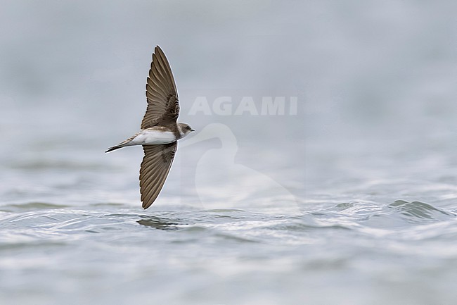 Bank Swallow, Riparia riparia, in Italy. stock-image by Agami/Daniele Occhiato,