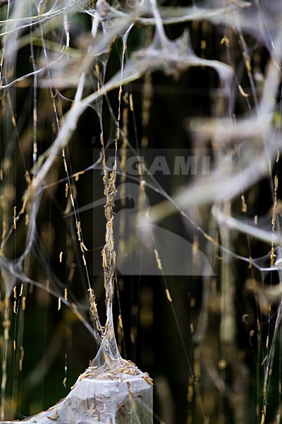 Mot rupsen, Moth Caterpillars stock-image by Agami/Menno van Duijn,