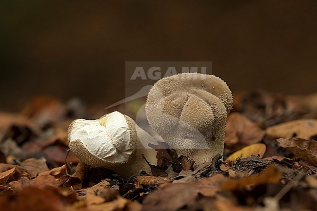 Plooivoetstuifzwam;  Pestle-shaped Puffball stock-image by Agami/Walter Soestbergen,