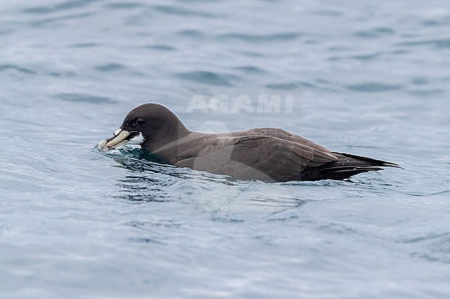 White-chinned Petrel (Procellaria aequinoctialis), individual on the water surface, Western Cape, South Afica stock-image by Agami/Saverio Gatto,