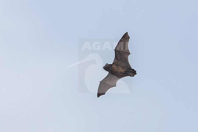 Azorean Noctule (Nyctalus azoreum)  flying over Santa Cruz da Graciosa, Graciosa, Azores, Portugal. stock-image by Agami/Vincent Legrand,