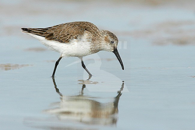 Adult non-breeding
Pinellas Co., FL
April 2007 stock-image by Agami/Brian E Small,