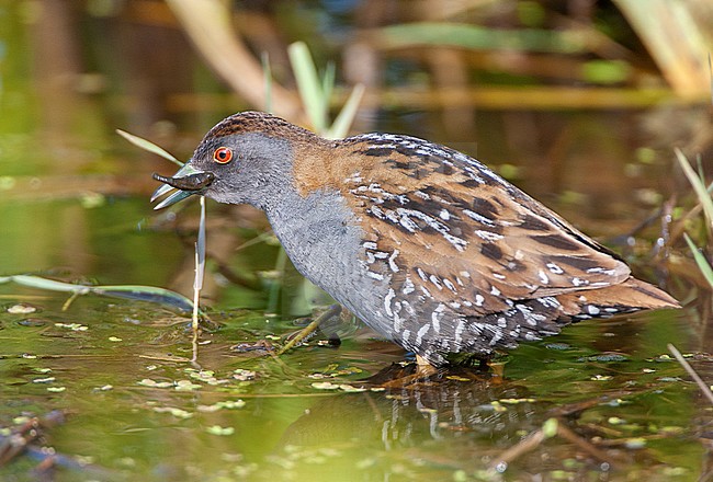 Baillon's Crake (Zapornia pusilla) at the Groene Jonker near Nieuwkoop in the Netherlands. Foraging in a marsh. stock-image by Agami/Marc Guyt,