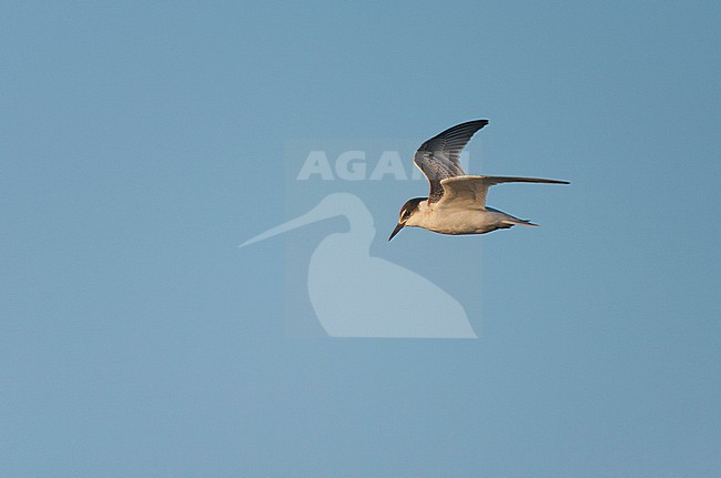First-winter Little Tern (Sternula albifrons) in flight in southern Spain during against a beautiful autumn blue sky. stock-image by Agami/Marc Guyt,