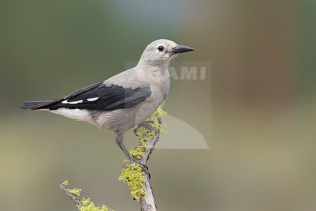 Adult Clark's Nutcracker (Nucifraga columbiana)
Lake Co., Oregon, USA
August 2015 stock-image by Agami/Brian E Small,