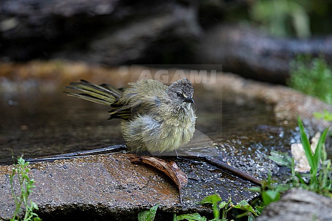 An adult Flavescent Bulbul (Pycnonotus flavescens ssp. vividus) after bathing in a small pond stock-image by Agami/Mathias Putze,