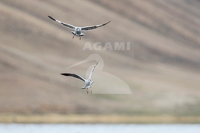 Brown-headed Gull (Larus brunnicephalus) Tajikistan, 1st summer in flight stock-image by Agami/Ralph Martin,