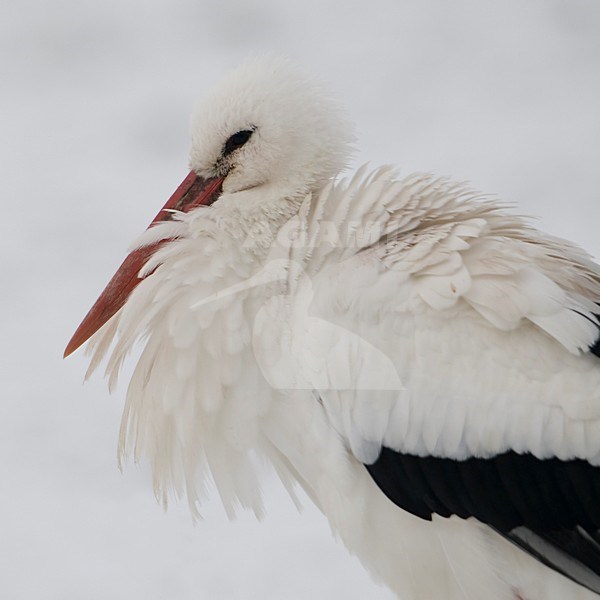 Ooievaar in de winter; White Stork in winter stock-image by Agami/Han Bouwmeester,