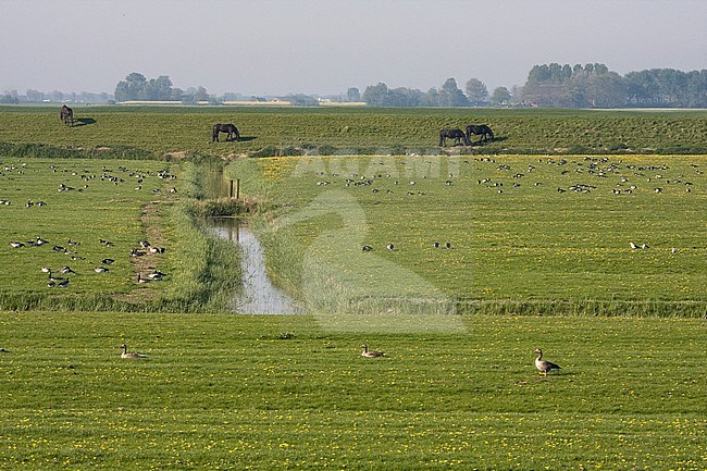 Meadows at Ezumakeeg, Friesland, Netherlands stock-image by Agami/Bas Haasnoot,