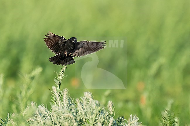 Adult male breeding
Weld Co., CO
June 2023 stock-image by Agami/Brian E Small,