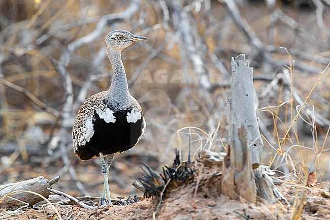 Red-crested Korhaan (Lophotis rufictrista), front view of an adult male standing on the ground, Mpumalanga, South Africa stock-image by Agami/Saverio Gatto,