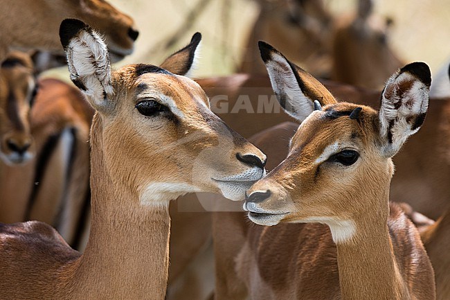 Portrait of a female impala and a young mal,  Aepyceros melampus. stock-image by Agami/Sergio Pitamitz,