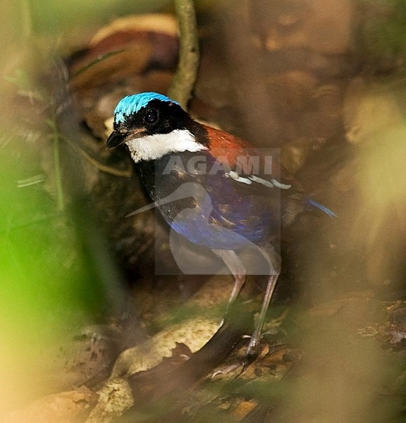 Mannetje Blauwkoppitta, Blue-headed Pitta male stock-image by Agami/Roy de Haas,