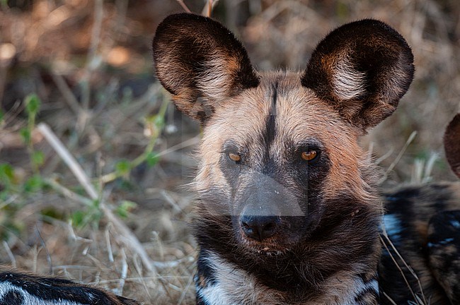 Portrait of a painted wolf or Cape hunting dog, Lycaon pictus. Chief Island, Moremi Game Reserve, Okavango Delta, Botswana. stock-image by Agami/Sergio Pitamitz,