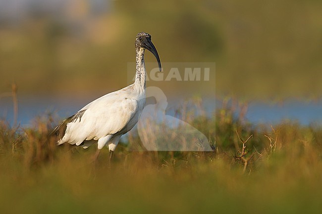 African Sacred Ibis - Heiliger Ibis - Threskiornis aethiopicus, Oman, 1st cy stock-image by Agami/Ralph Martin,