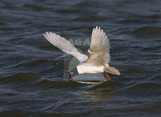 Mediterranean Gull adult feeding on water surface; Zwartkopmeeuw volwassen fouragerend op het wateroppervlak stock-image by Agami/Marc Guyt,