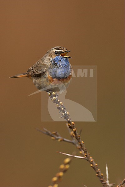 White-spotted Bluethroat singing, Witgesterde blauwborst zingend stock-image by Agami/Menno van Duijn,