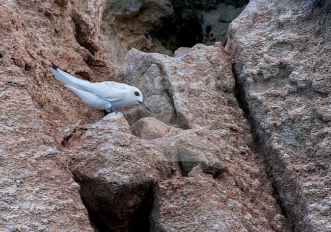 Atlantic white tern, Gygis alba alba) in the atlantic ocean. Also known as Fairy tern of White Noddy. Adult perched on rock at its nest. stock-image by Agami/Marc Guyt,