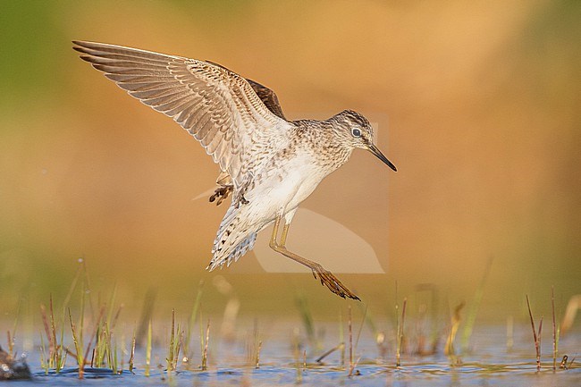 Wood Sandpiper (Tringa glareola), side view of an adult landing in the water, Campania, Italy stock-image by Agami/Saverio Gatto,