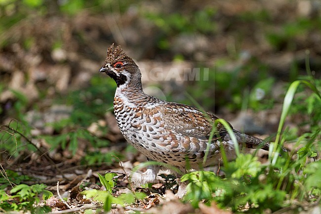 Hazel Grouse (Bonasa bonasia ssp. volgensis), Poland, adult male walking on the ground in dense forest. stock-image by Agami/Ralph Martin,