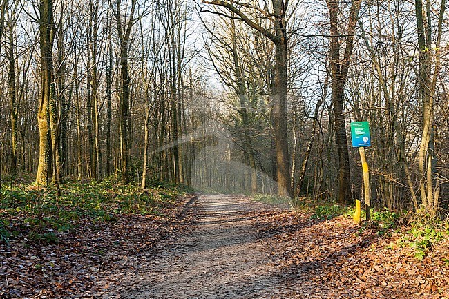 Bospaadje door bos in Vaals; Path through forest at Vaals stock-image by Agami/Marc Guyt,