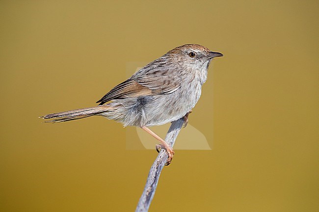 Grey-backed Cisticola Cisticola subruficapilla), adult perched on a branch, Western Cape, South Africa stock-image by Agami/Saverio Gatto,