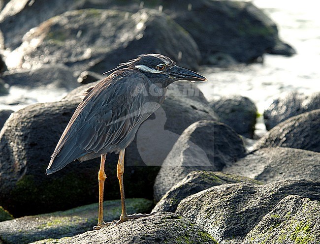Yellow-crowned Night-Heron (Nyctanassa violacea) adult perched between rocks stock-image by Agami/Roy de Haas,