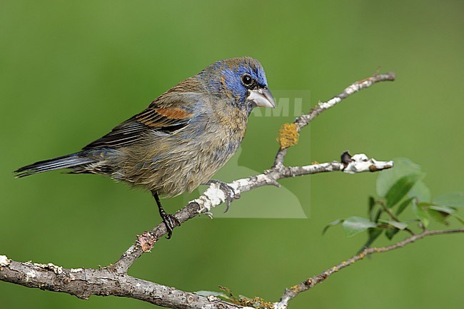 Adult male Blue Grosbeak (Passerina caerulea) in transition to breeding plumage.
Galveston Co., Texas, USA.
April 2017 stock-image by Agami/Brian E Small,