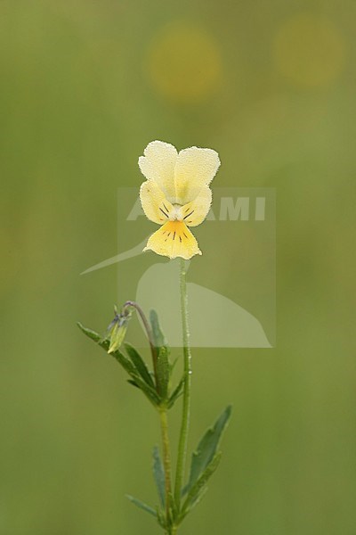 Zinkviooltje; mountain pansy; stock-image by Agami/Walter Soestbergen,