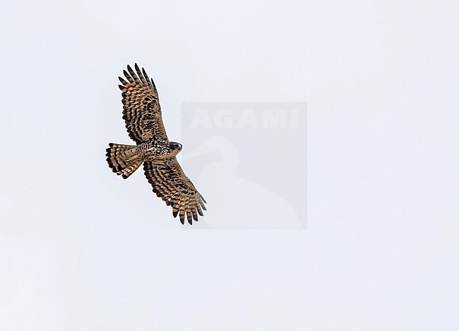 Flying Ayres's Hawk-Eagle (Hieraaetus ayresii) in Gabon, seen from below. stock-image by Agami/Pete Morris,