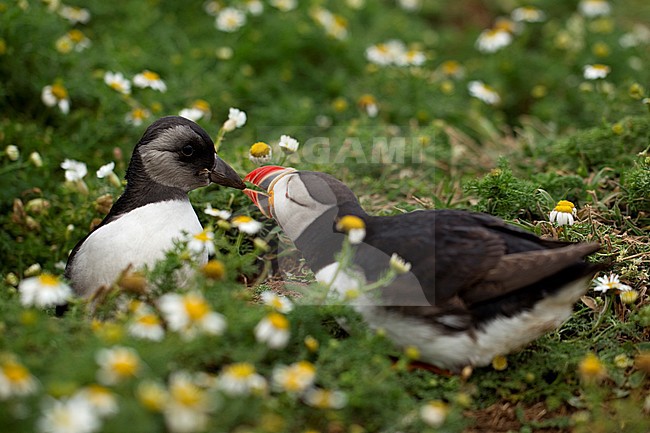 Papegaaiduiker met jong, Atlantic Puffin with young stock-image by Agami/Danny Green,