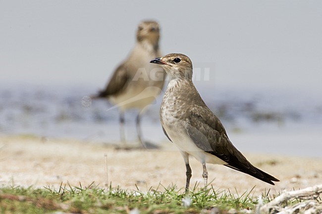 Black-winged Pratincole (Gladiola nordmanni) during autumn migration in Oman. Standing on the ground.
Identification is debated, most opt for Black-winged. stock-image by Agami/Daniele Occhiato,