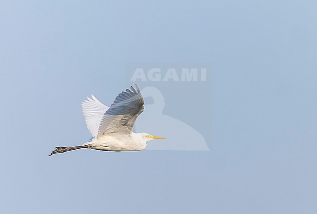 Eastern Cattle Egret (Bubulcus coromandus) in India during autumn. stock-image by Agami/Marc Guyt,