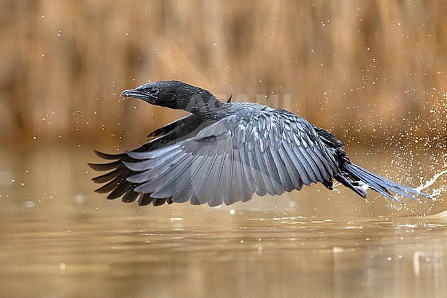 Pygmy Cormorant, Microcarbo pygmeus, in Italy. stock-image by Agami/Daniele Occhiato,