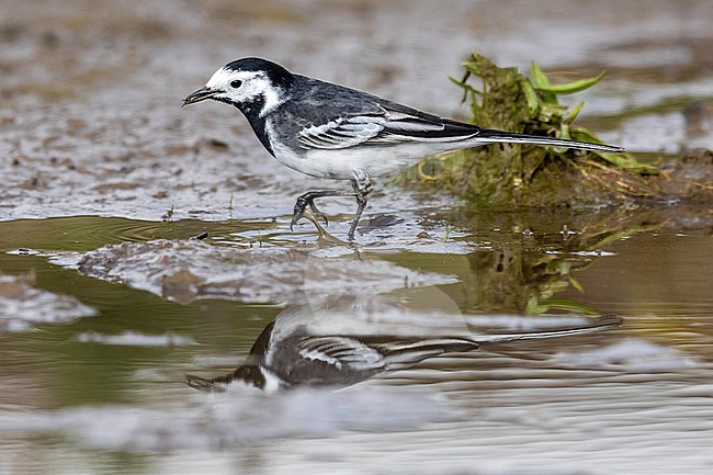 First summer male Pied x White Wagtail hybrid  (Motacilla alba yarrellii x alba) sitting on a small pool in Tour & Taxi, Brussels, Brabant, Belgium. stock-image by Agami/Vincent Legrand,