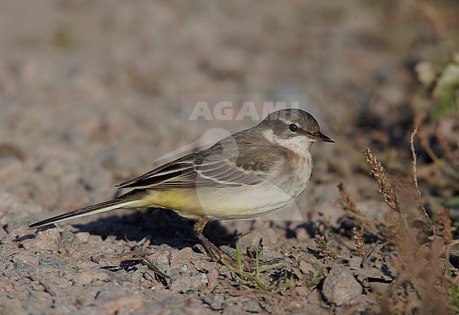 Noordse Kwikstaart, Grey-headed Wagtail, Motacilla thunbergi stock-image by Agami/Tomi Muukkonen,