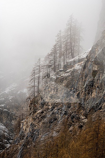 Fog over trees in Val Savarenche. Aosta, Val Savarenche, Gran Paradiso National Park, Italy. stock-image by Agami/Sergio Pitamitz,
