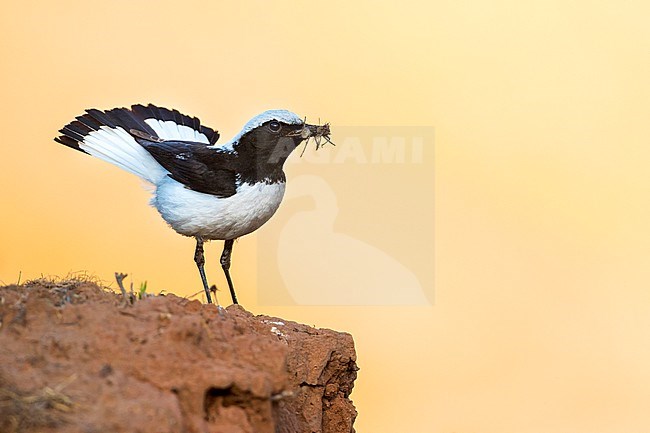 Finsch's Wheatear - Felsensteinschmätzer - Oenanthe finschii barnesi, Tajikistan, adult male stock-image by Agami/Ralph Martin,