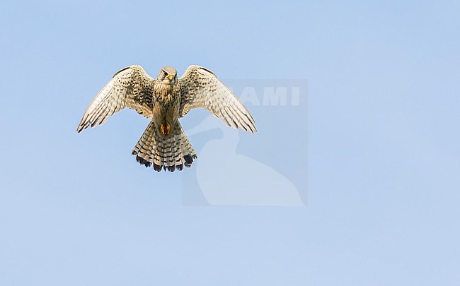 Female Eurasian Kestrel, Falco tinnunculus, in flight. Hovering in mid-air, looking for prey. stock-image by Agami/Marc Guyt,
