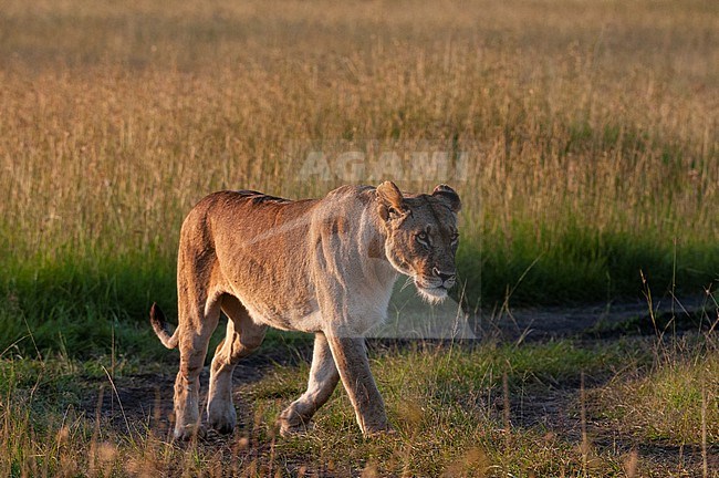 Portrait of a lioness, Panthera leo. Masai Mara National Reserve, Kenya. stock-image by Agami/Sergio Pitamitz,