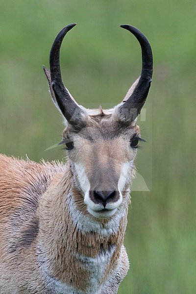 Pronghorn (Antilocapra americana) in a meadow in North-America. Close-up of the head. stock-image by Agami/Dubi Shapiro,